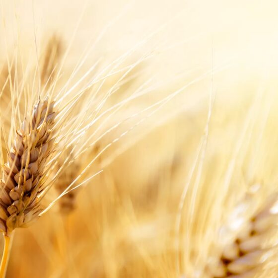 Ukrainian Grow in Grain Exports
