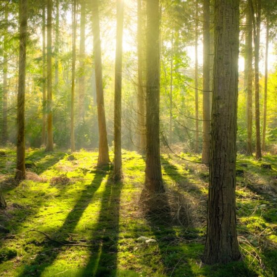 In 2021, Ukraine was replenished with 240 million trees