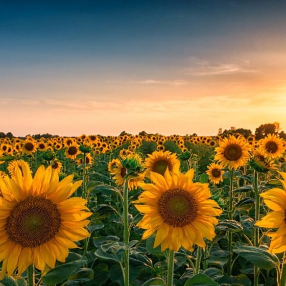 The Market for Oilseeds And Pulses in Ukraine