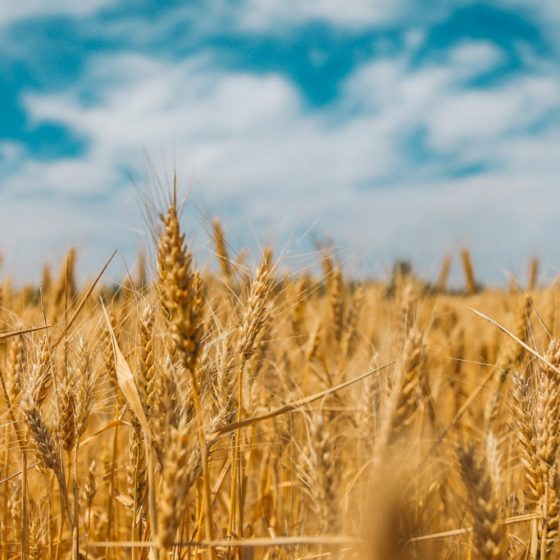 Leaders of the Agro-Industrial Complex for Subsidies from the State