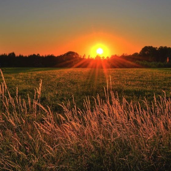 Rapid Growth of Demand for Ukrainian Land