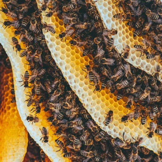 Is Ukraine a Beekeeping Country?