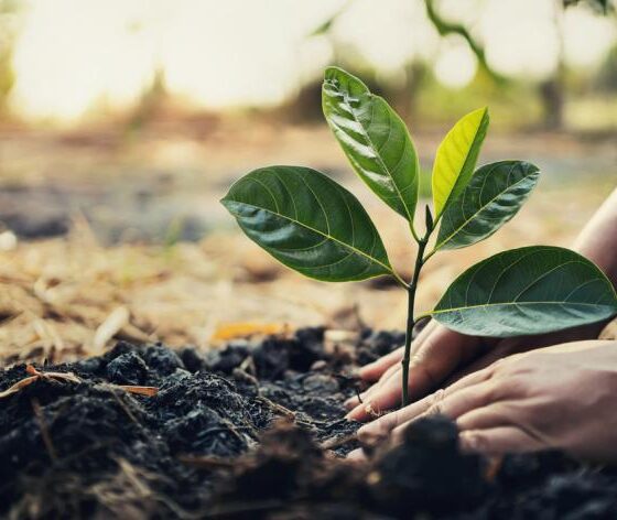 The Most Profitable Niche Cultures to Grow in Ukraine
