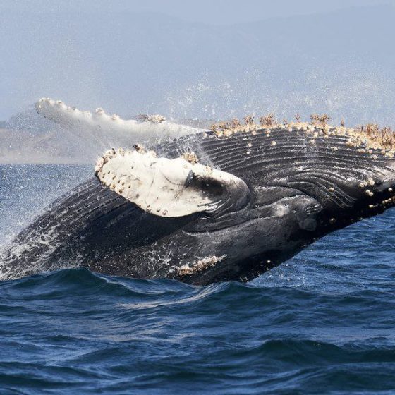 Ukrainian Biologists Have Increased the International Whale Register Almost 15-Fold