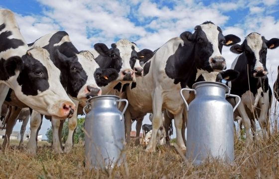 State Support of Animal Husbandry in Ukraine