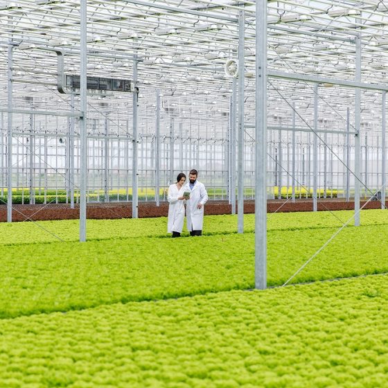 Greenhouses for sale in Ukraine