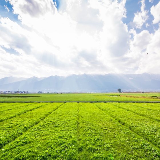 Buy Land in Ukraine