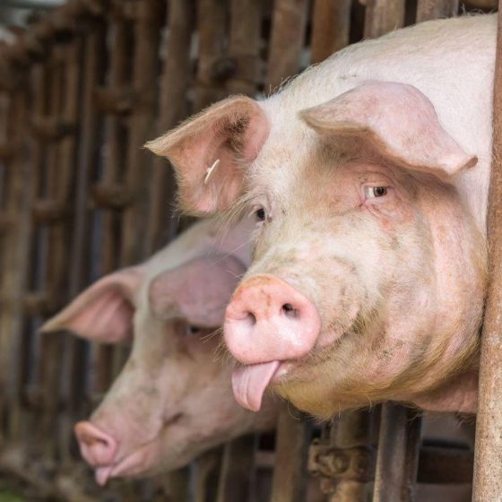 $3.2 Million in Live Pig Export
