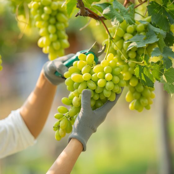 Vineyard for sale