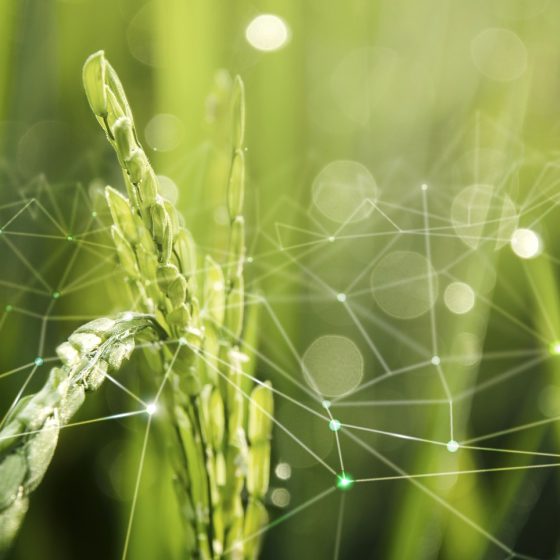 Agricultural in Ukraine