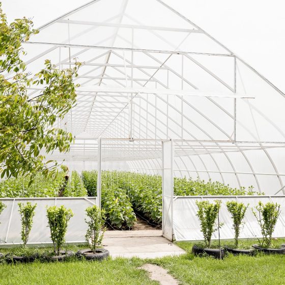 Greenhouses for Sale in Ukraine