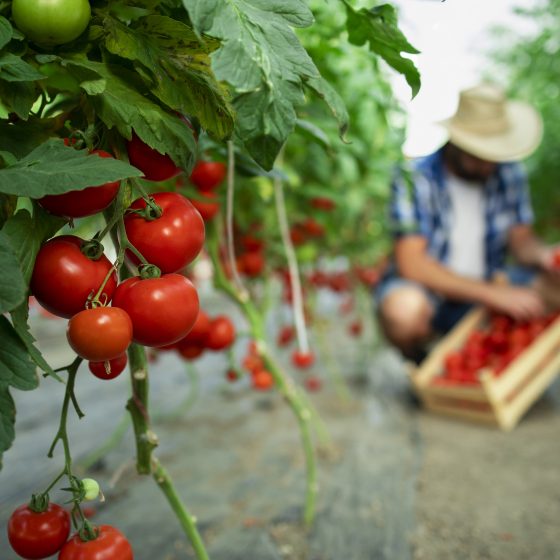 Investments in a Greenhouses Business in Ukraine