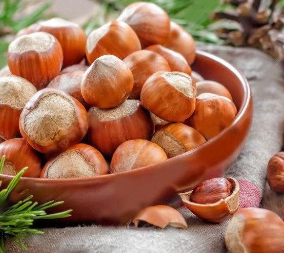 Hazelnut Garden of 500 Hectares of Ukrainian Agricultural Holding