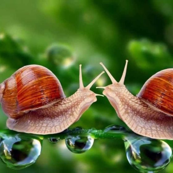 Build a Business on Gastropoda: Ukrainian Solutions