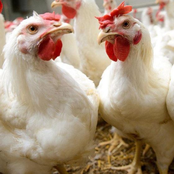 Ukraine’s Achievements in Chicken Export