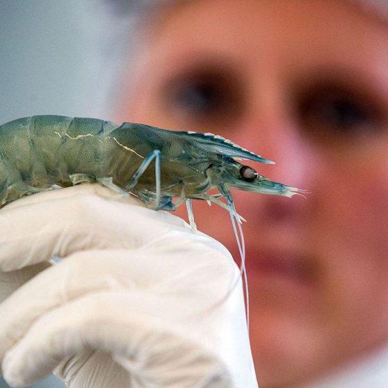 Opening of a Shrimp Farm in Ukraine