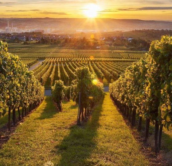The Best Regions in Ukraine for Vine Growing