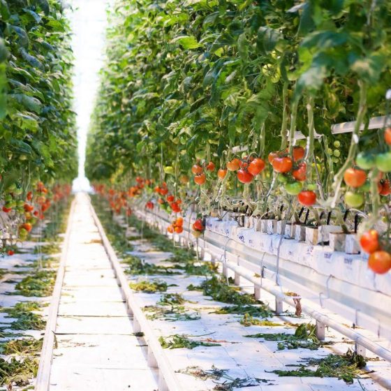 Establishment of the Agricultural Credit Guarantee Fund