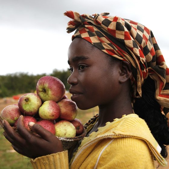 Export of Ukrainian Apples to Sub-Saharan Africa