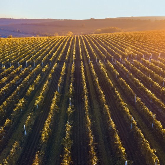 Vineyard for Sale