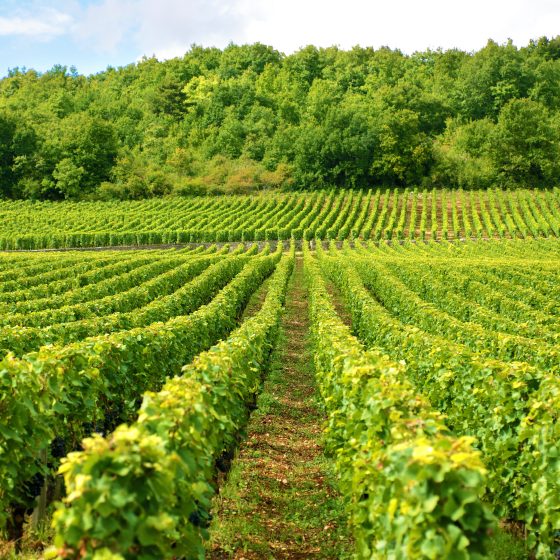Vineyard for Sale to Investors in Ukraine