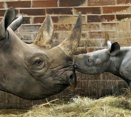 Animals of Ukrainian Zoos Want to Live
