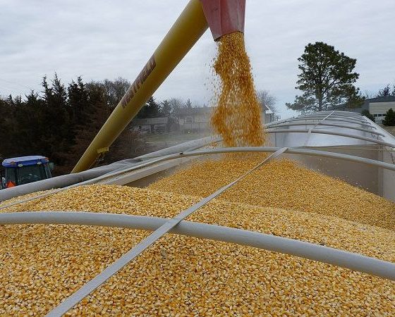 Launch of the Ukrainian Grain Export Process Via Romania 