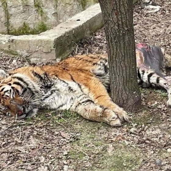 The Zoo Dies in Mariupol