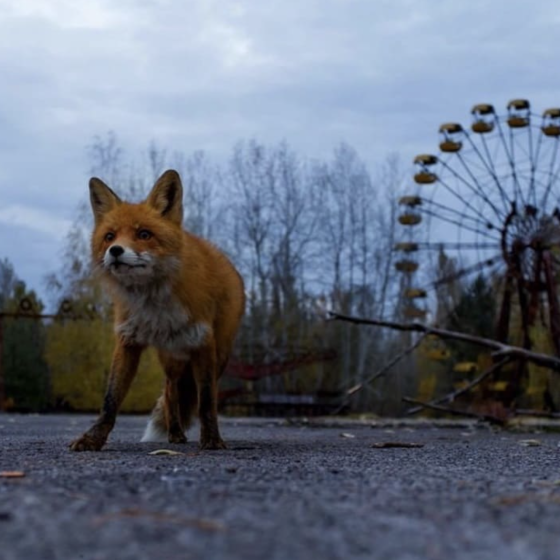 The Russians Robbed the Chornobyl NPP on $135 million