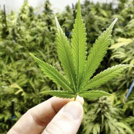 Ukraine Is 1 Step Closer to Hemp Legalisation