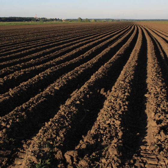 Successfully Completed Sowing In Ukraine