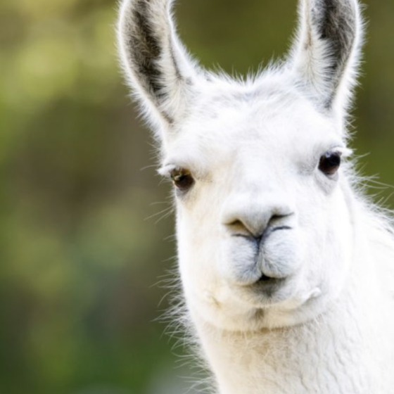 Ukraine Received 17 Tons of Animal Feed for Zoos