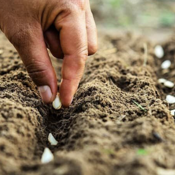 What Will Happen to the Ukrainian Grain