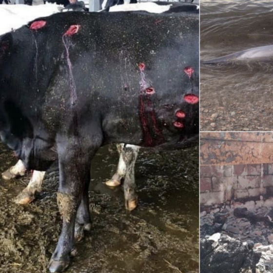 The Russian Kills Animals. Where Is the Reaction of the Waw?