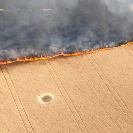 Russians Destroyed 25 Ha of Ukrainian Wheat Field