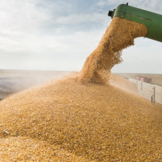 The Date of Ukraine-UN-Turkey-Russia Negotiations on Grain 