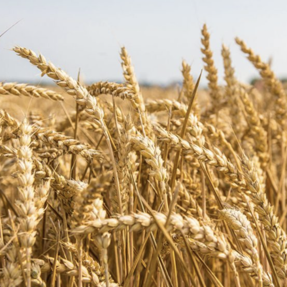 Preliminary Results of the Istanbul Grain Talks 