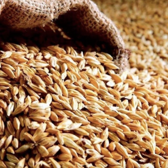 After the War, Syria Will Not Get a Single Gram of Ukrainian Grain