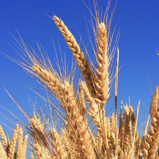 Ukraine Sells to Lebanon Its Stolen by Russia Grain