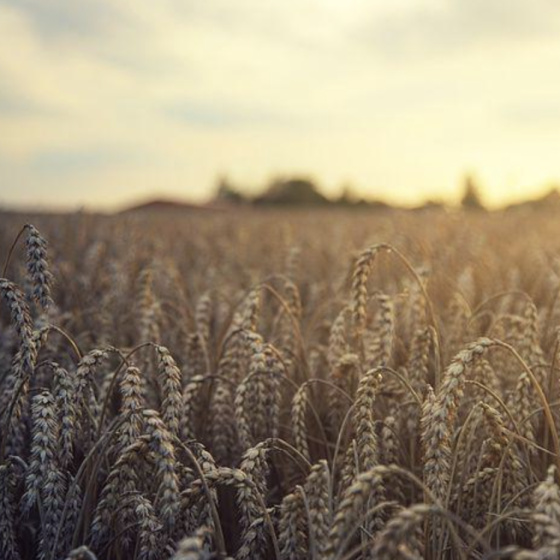 Still the World’s Breadbasket 
