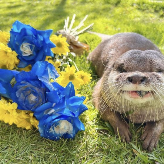 Volunteer Otters Hazel and Pushan Raise Money for Ukraine