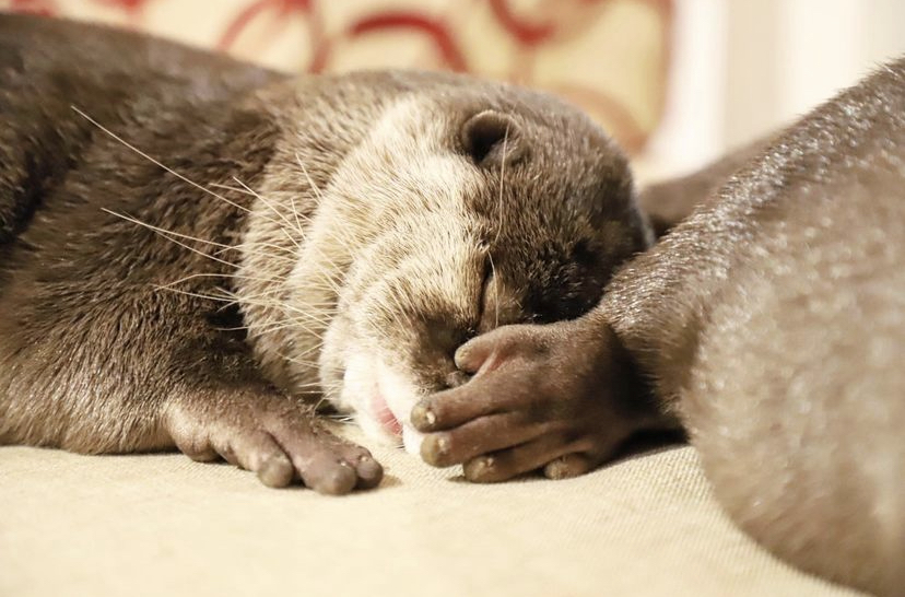 Volunteer Otters Hazel and Pushan Raise Money for Ukraine - GTInvest