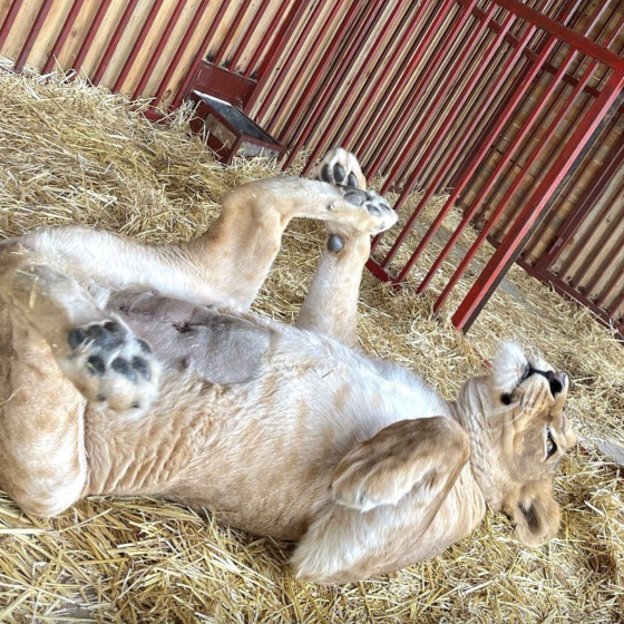 Ukraine Evacuates Lions and Bear to Savannah 