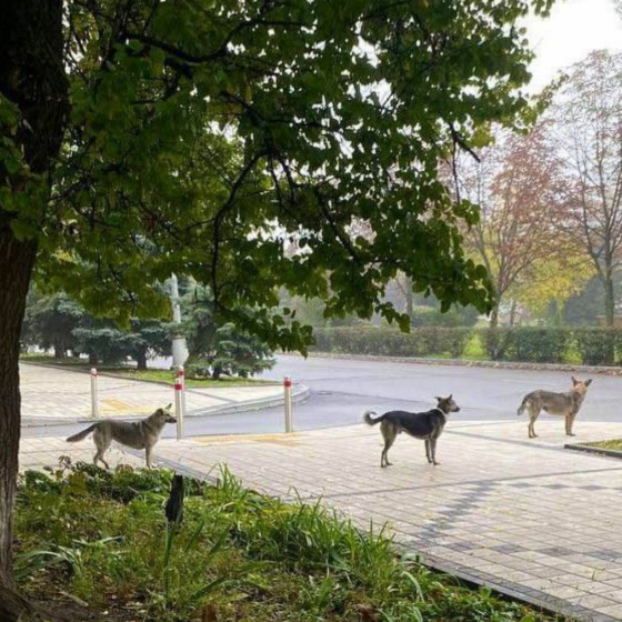Kind Story From Ukraine
