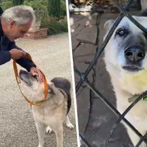 Andrea Bocelli Adopted a Wounded Ukrainian Dog