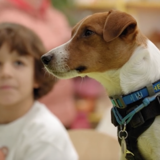 Patron Dog Becomes “Goodwill Dog” of UNICEF