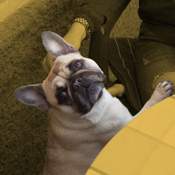 Ukrainian Pizzeria Network Found a Way to Save Homeless Animals