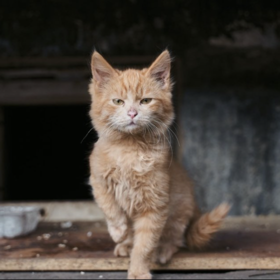 Ukraine Opens a Heating Station for Animals
