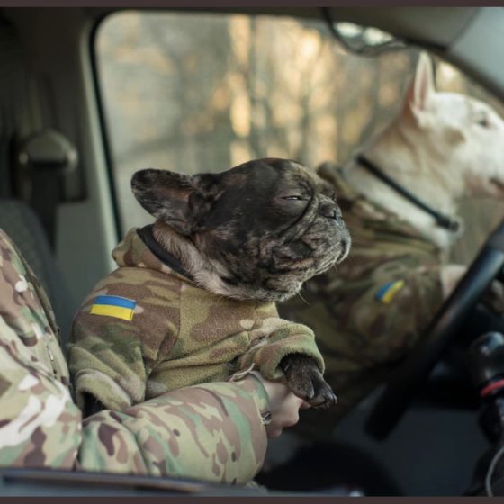 Fluffy Troops of the Armed Forces of Ukraine