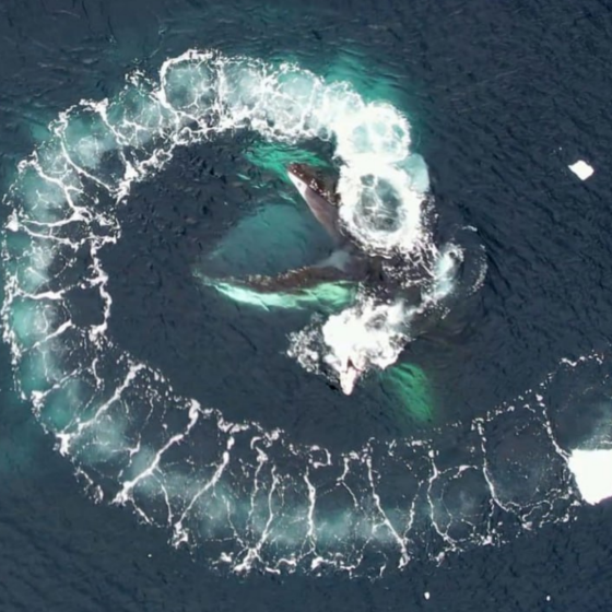 Ukrainian Polar Explorers Study Whales with Drones